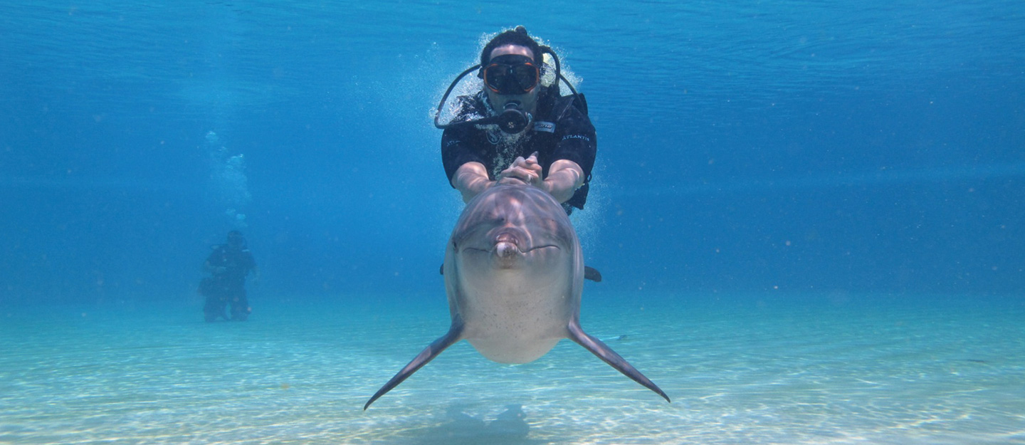 Say Hello to Dolphins at Dolphin Bay at Atlantis the Palm